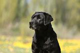 LABRADOR 1006